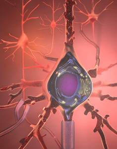 neuron